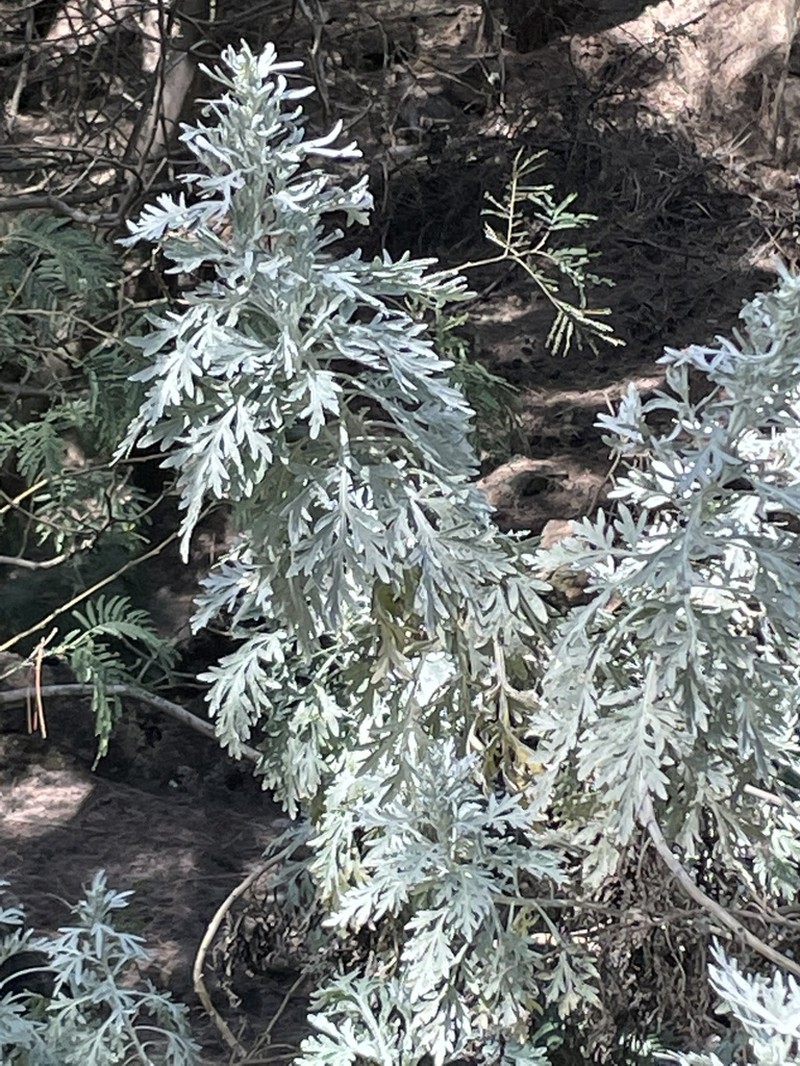 Artemisia gorgonum photo 8