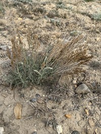 Artemisia gracilescens