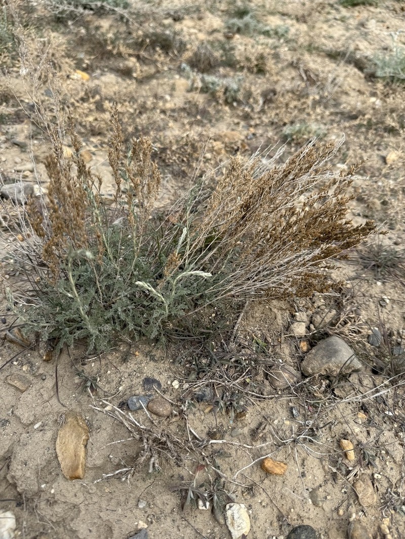 Artemisia gracilescens