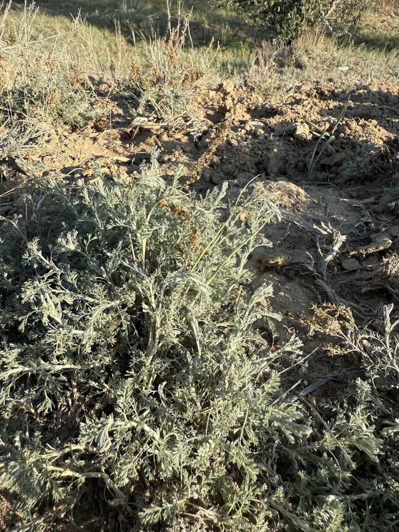 Artemisia gracilescens photo 2