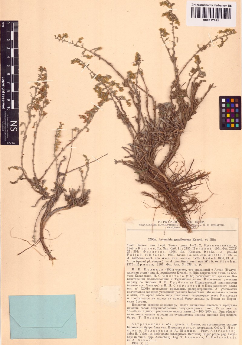 Artemisia gracilescens photo 3