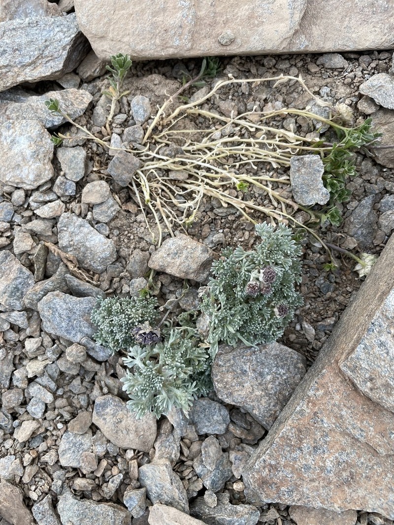 Artemisia granatensis