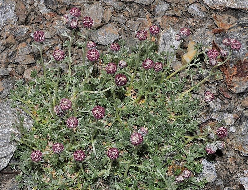 Artemisia granatensis photo 2