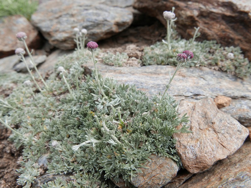 Artemisia granatensis photo 3