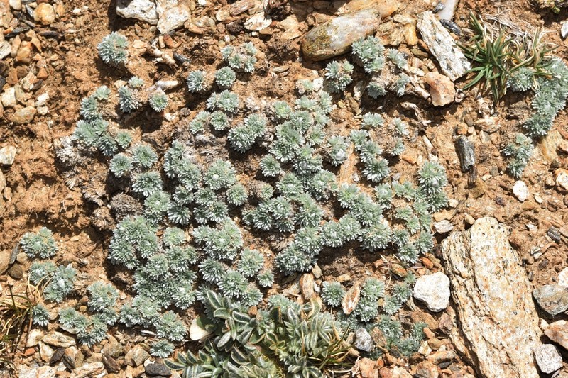 Artemisia granatensis photo 4
