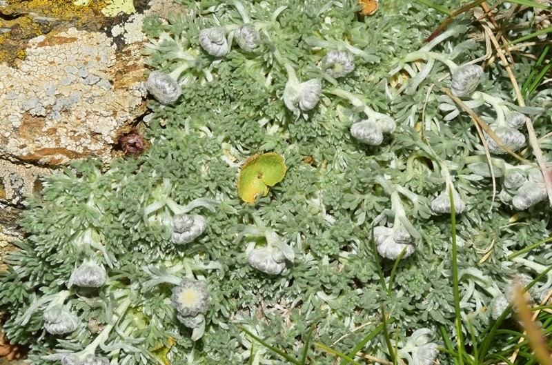 Artemisia granatensis photo 5