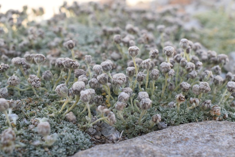 Artemisia granatensis photo 6
