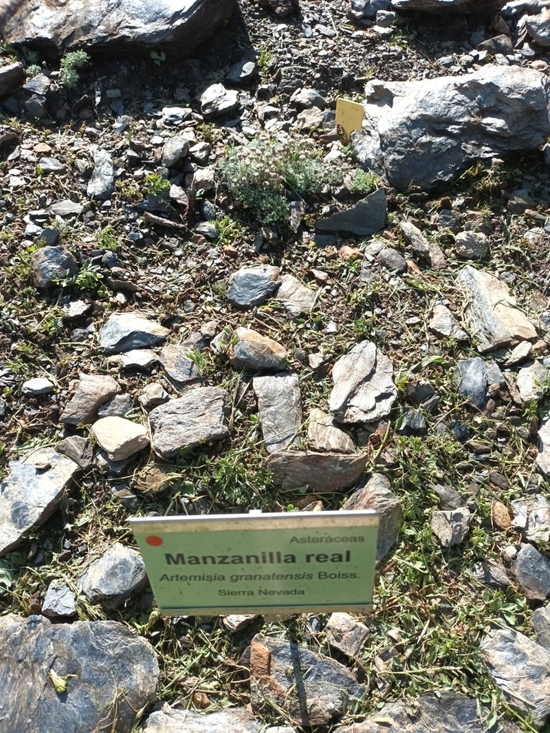 Artemisia granatensis photo 7