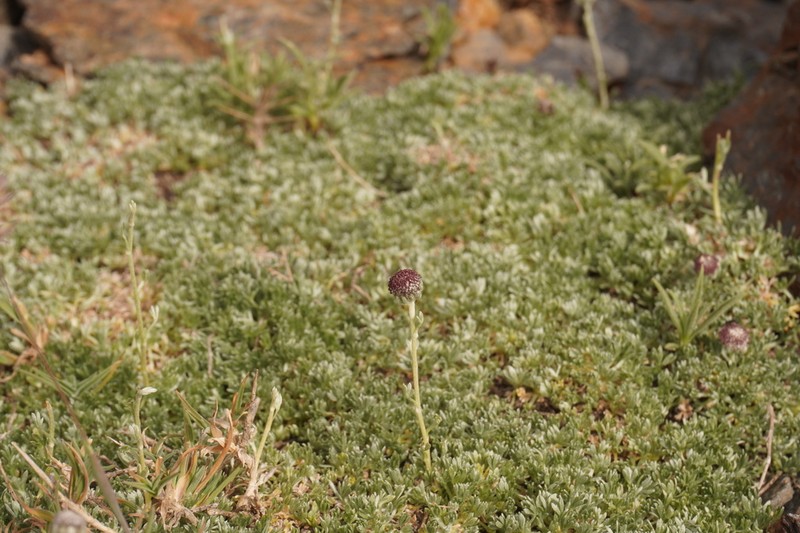 Artemisia granatensis photo 8