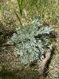 Artemisia groenlandica