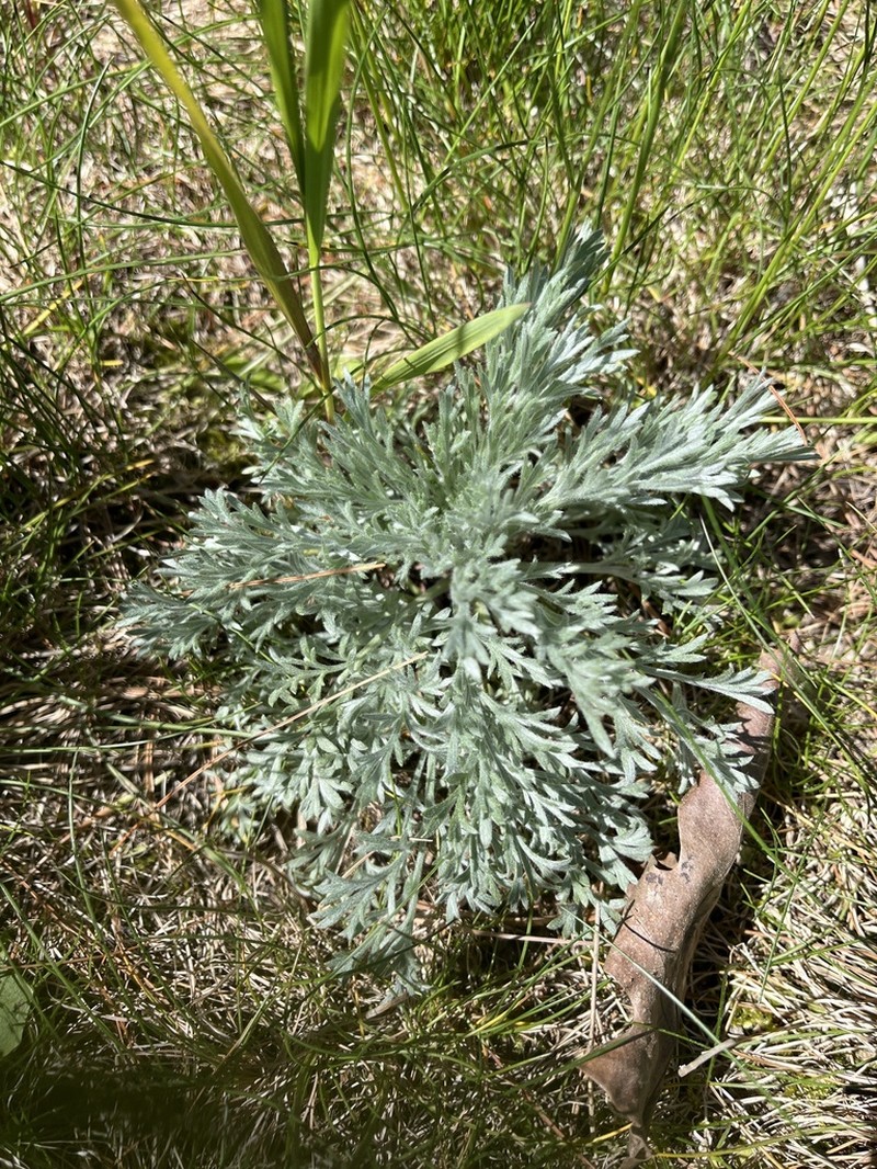 Artemisia groenlandica