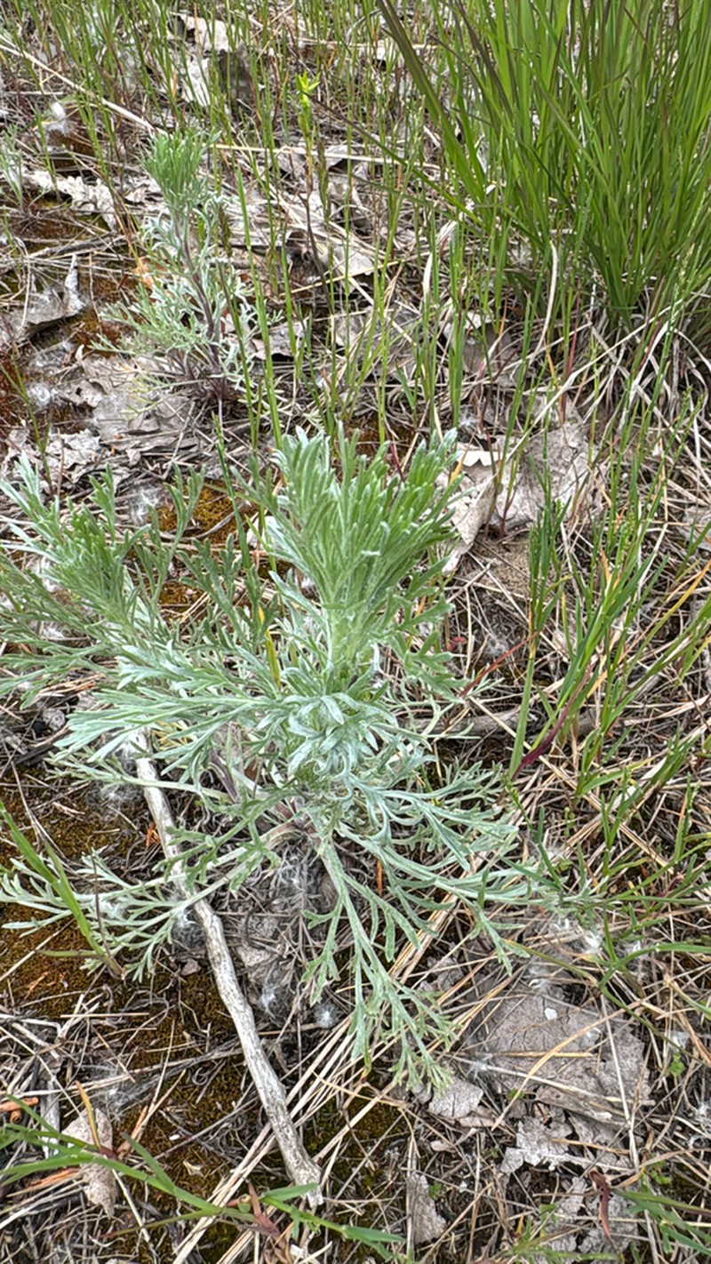 Artemisia groenlandica photo 2