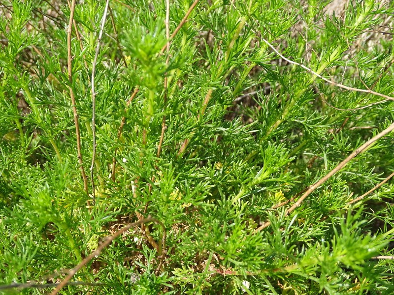 Artemisia groenlandica photo 3
