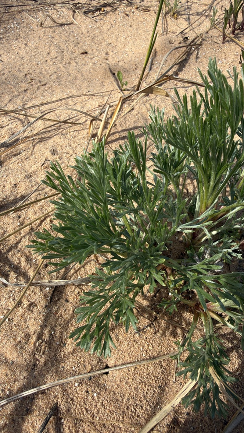 Artemisia groenlandica photo 4
