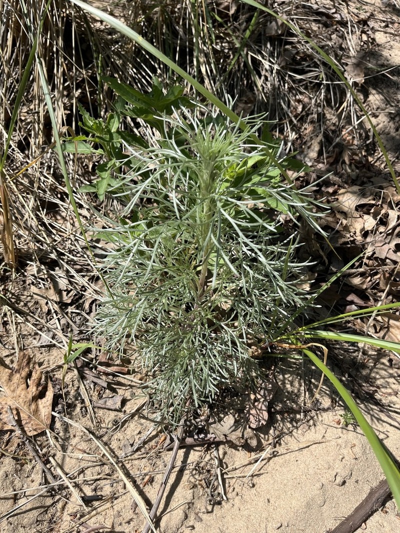 Artemisia groenlandica photo 5