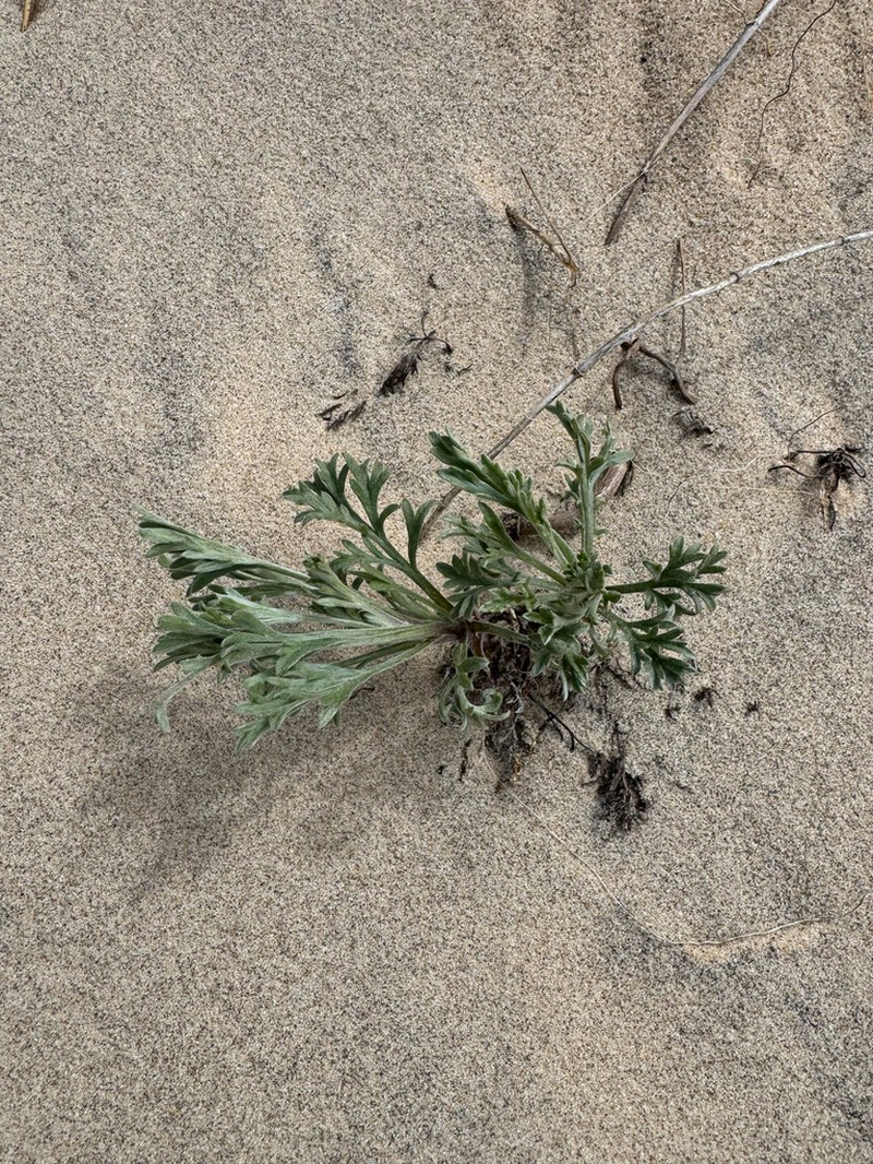 Artemisia groenlandica photo 6