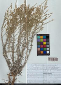 Artemisia gurganica