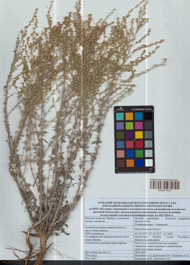 Artemisia gurganica
