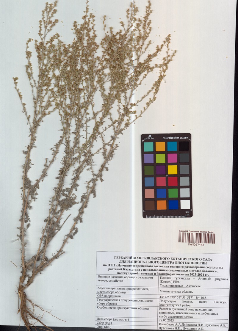 Artemisia gurganica photo 2