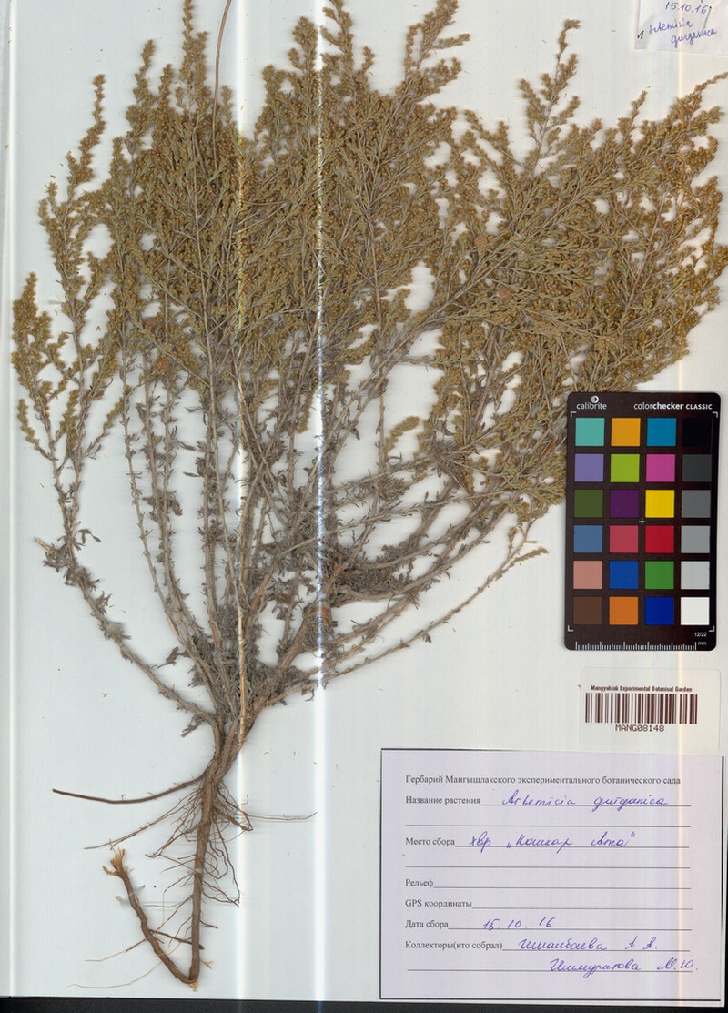 Artemisia gurganica photo 3