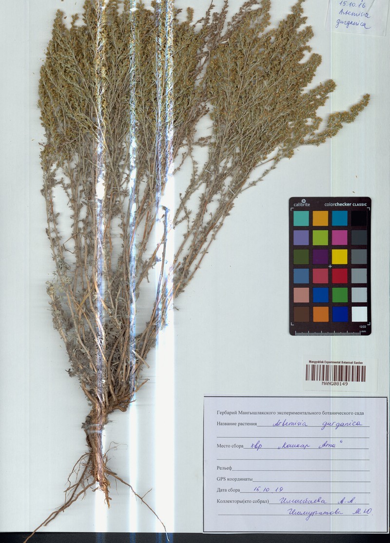 Artemisia gurganica photo 4