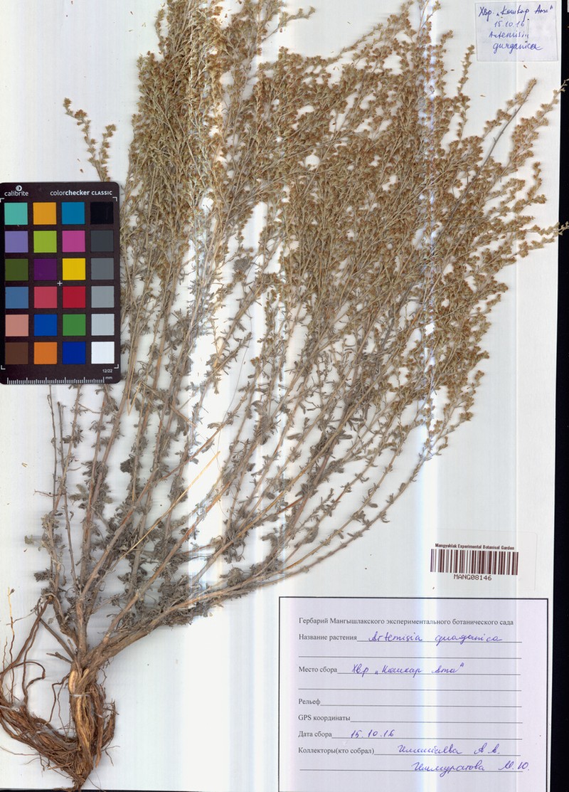 Artemisia gurganica photo 5