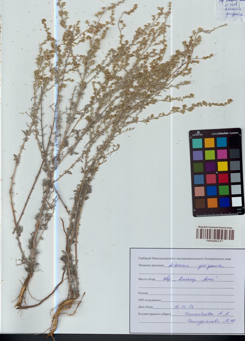 Artemisia gurganica photo 6