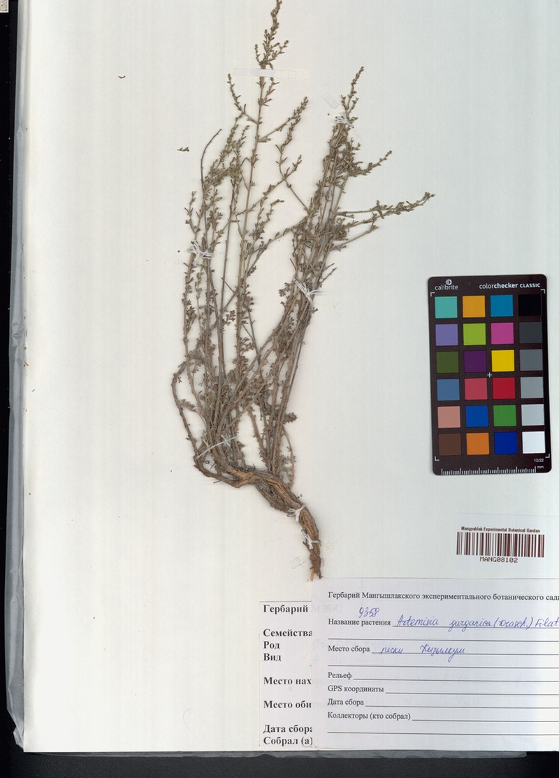 Artemisia gurganica photo 7