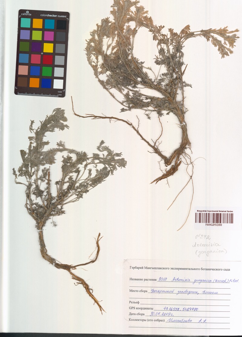 Artemisia gurganica photo 8