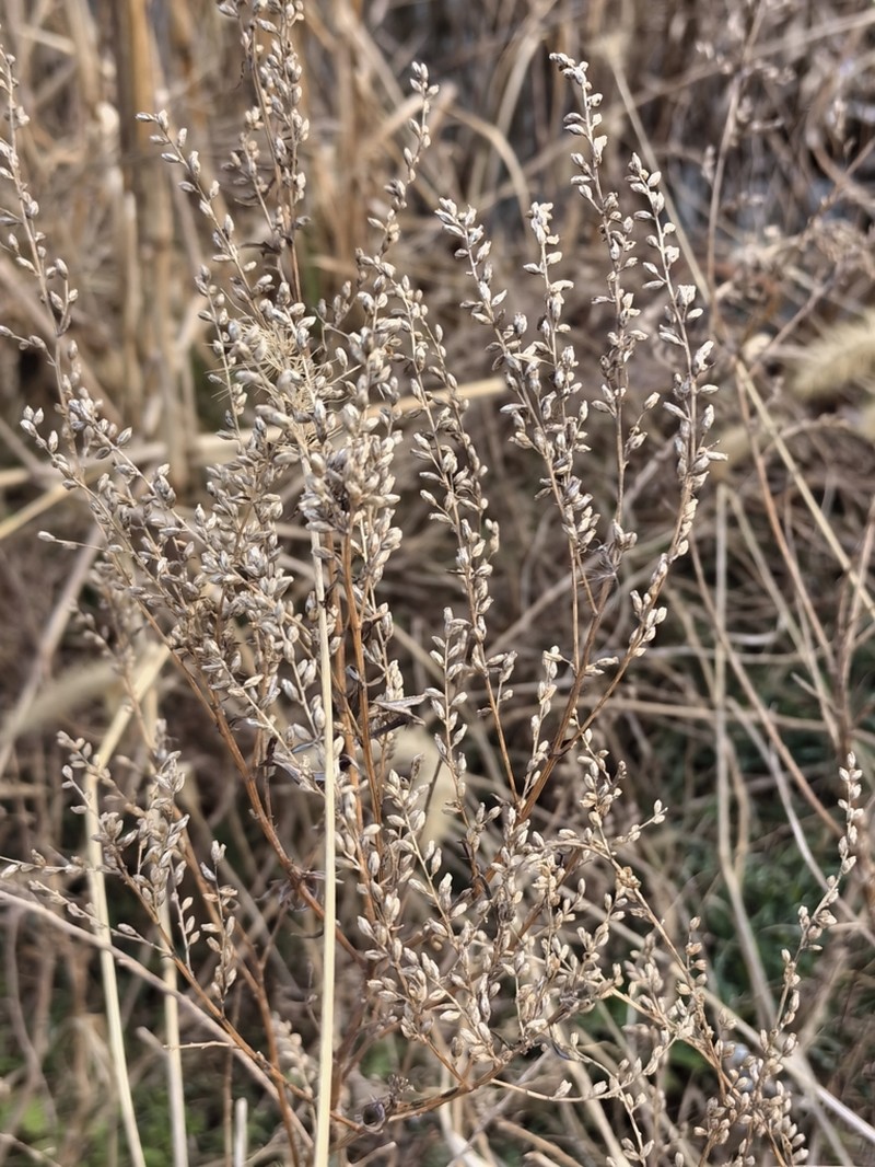 Artemisia halodendron