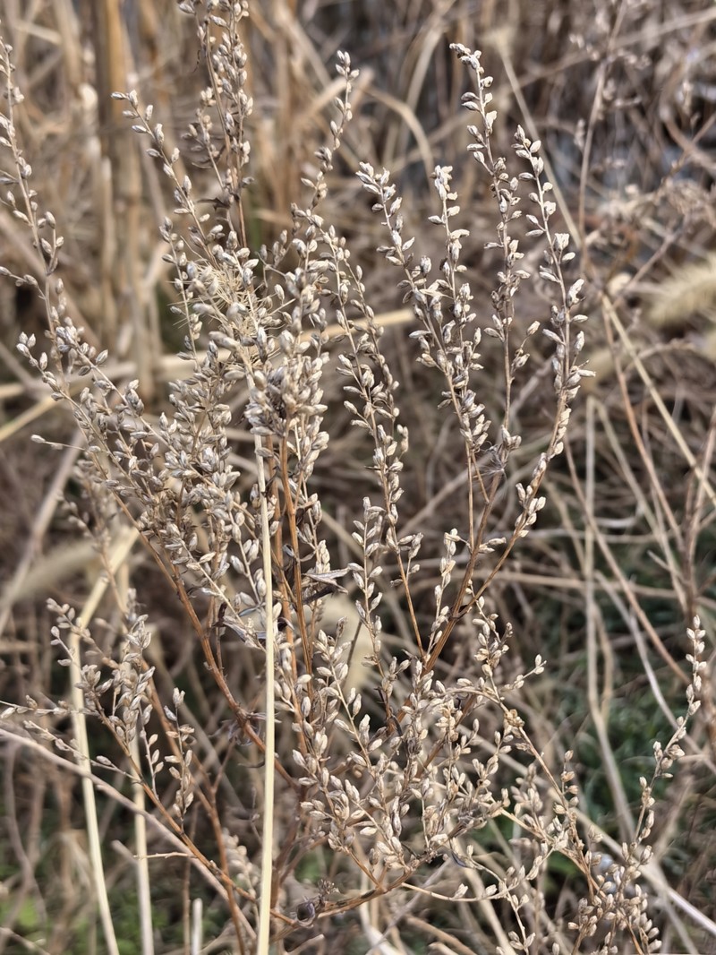 Artemisia halodendron photo 2
