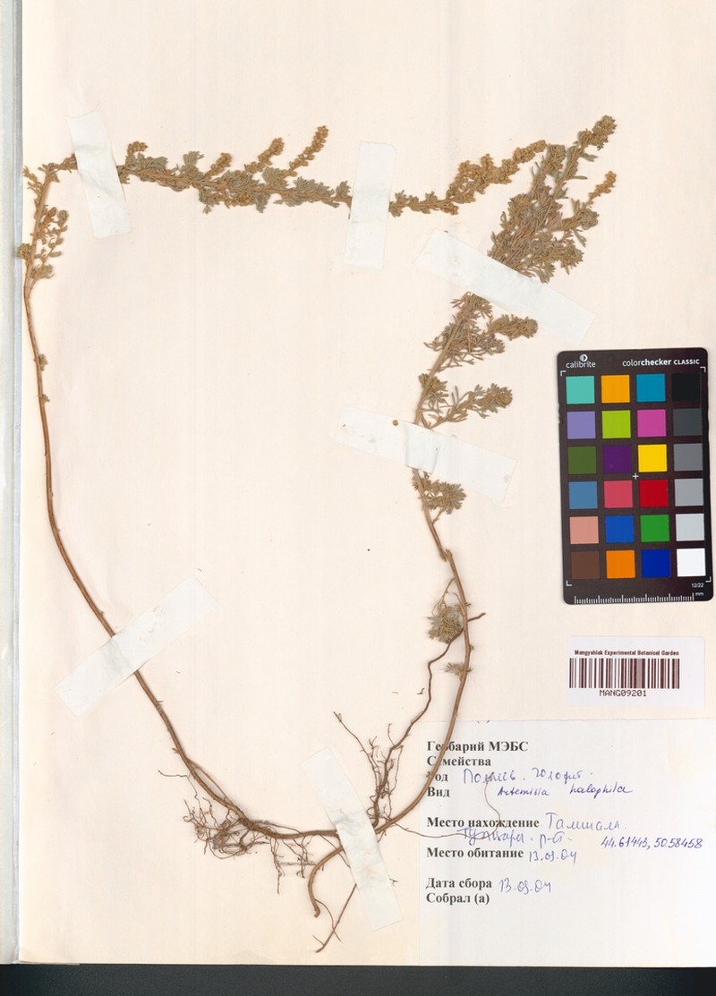 Artemisia halophila