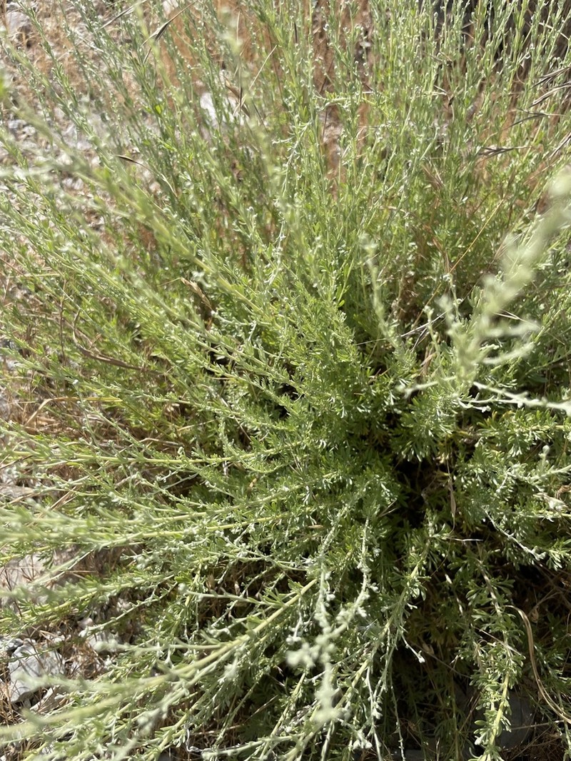 Artemisia haussknechtii