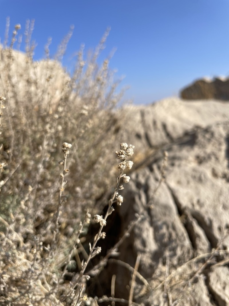 Artemisia haussknechtii photo 3