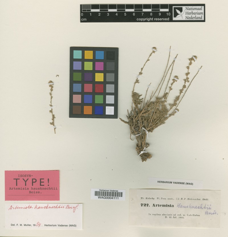 Artemisia haussknechtii