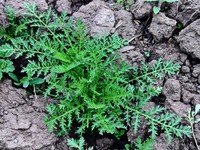 Artemisia hedinii