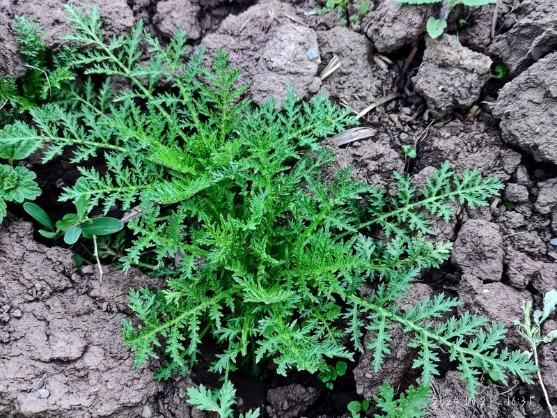 Artemisia hedinii