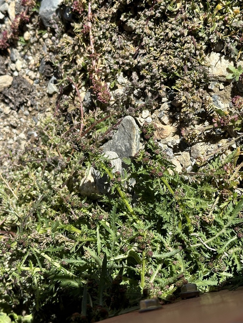 Artemisia hedinii photo 3
