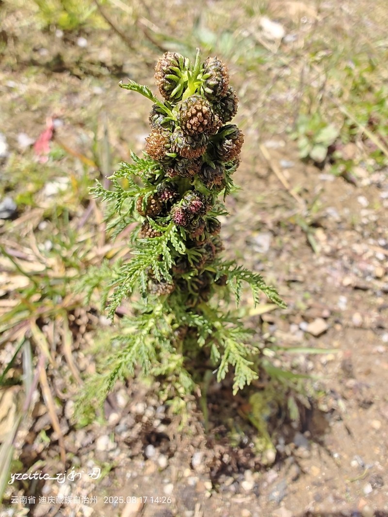 Artemisia hedinii photo 4