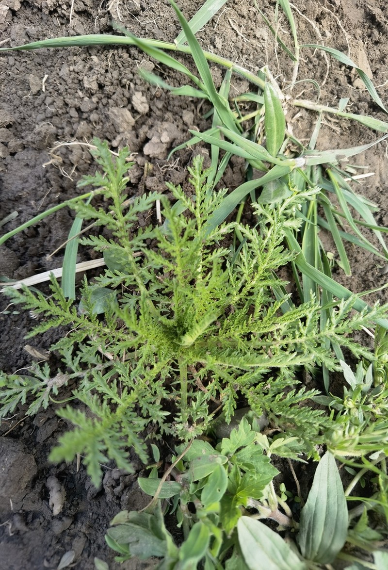 Artemisia hedinii photo 5