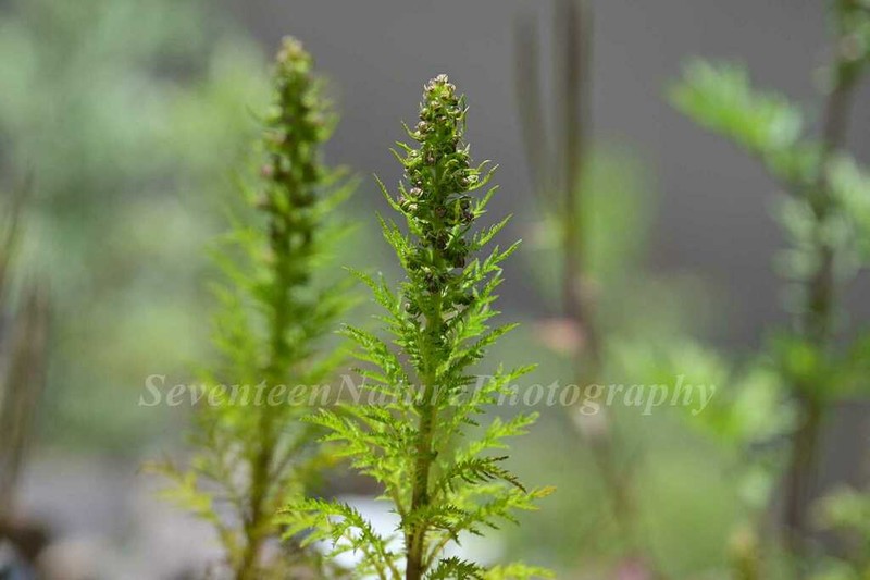 Artemisia hedinii photo 6