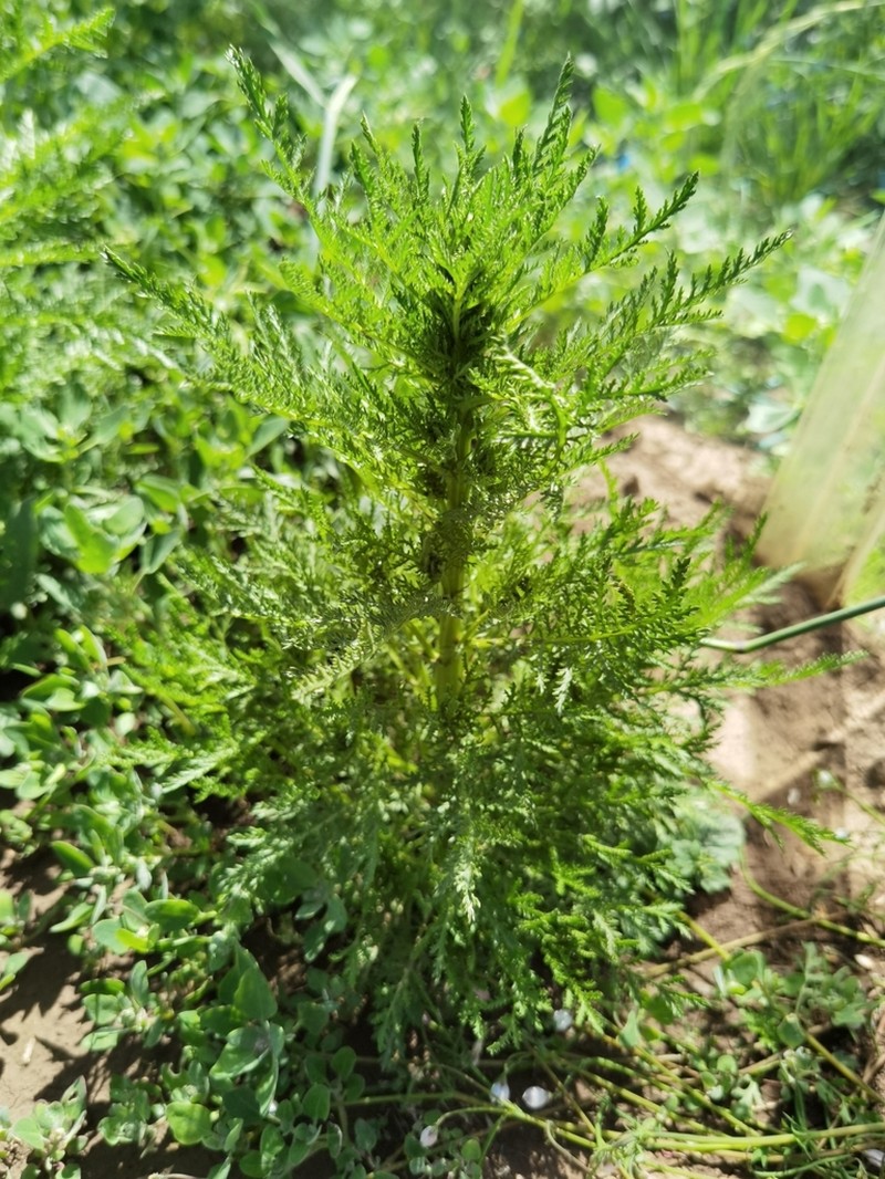 Artemisia hedinii photo 7