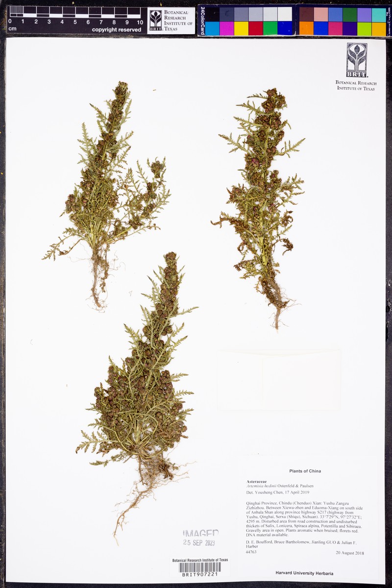 Artemisia hedinii photo 8