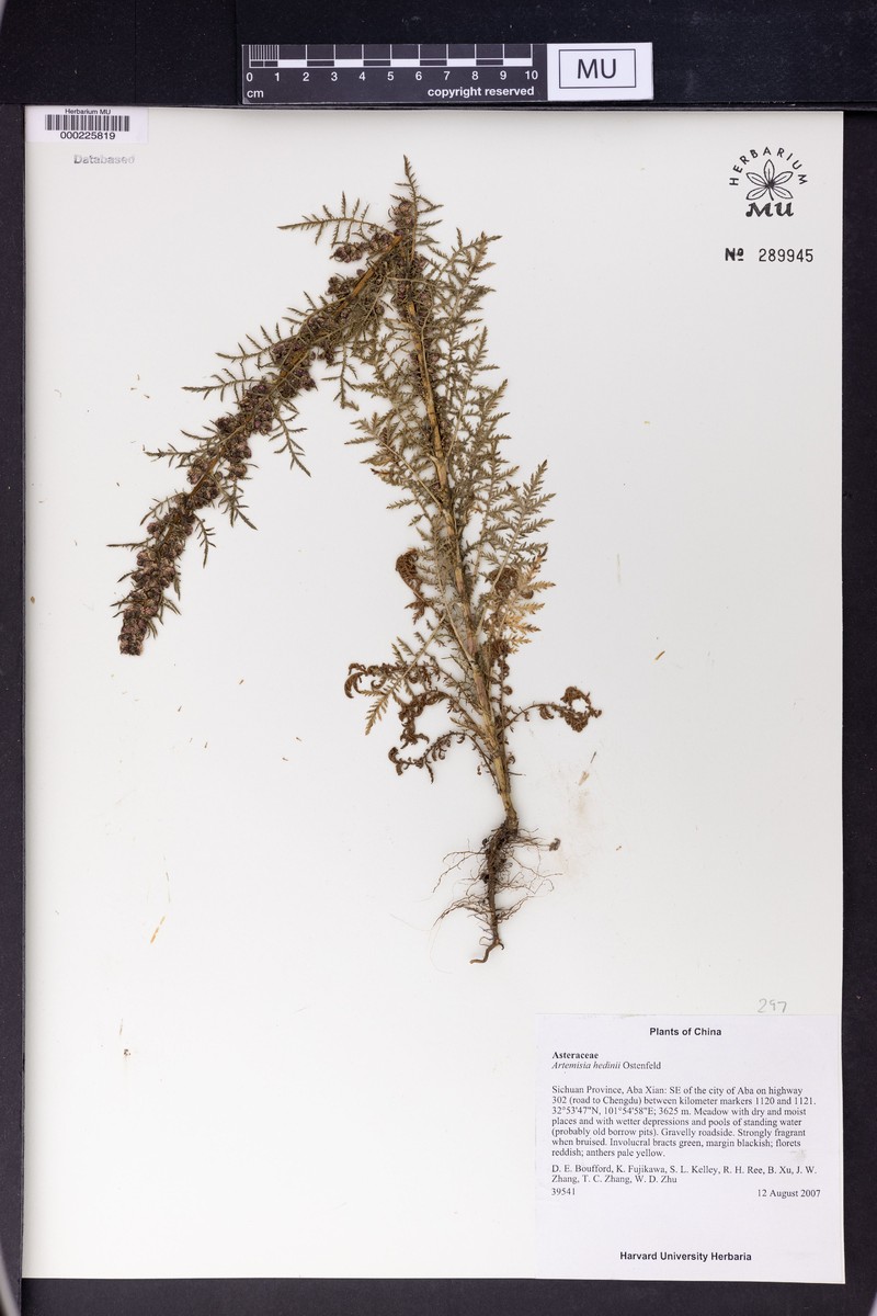Artemisia hedinii
