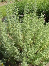 White Wormwood