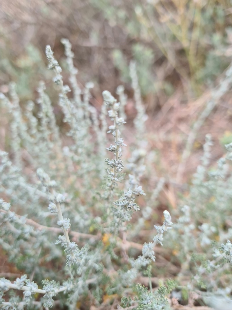 White Wormwood photo 2
