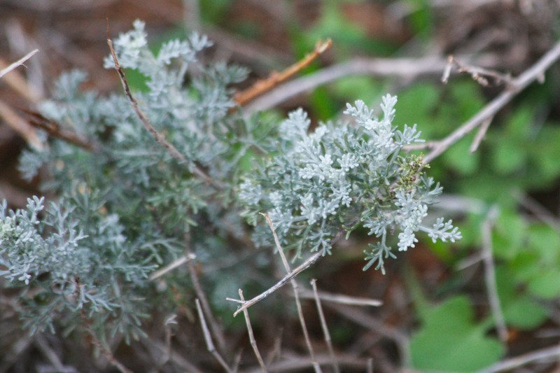 White Wormwood photo 3
