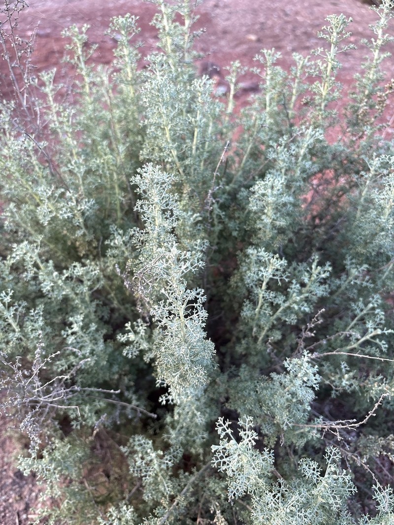 White Wormwood photo 4