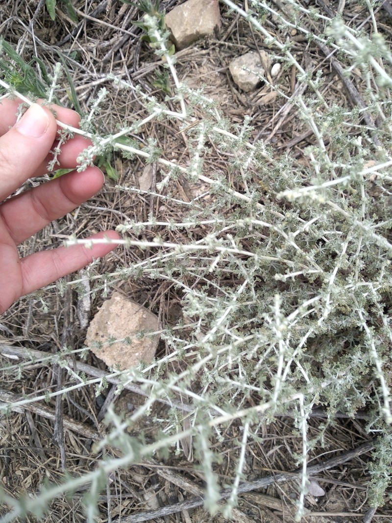 White Wormwood photo 5