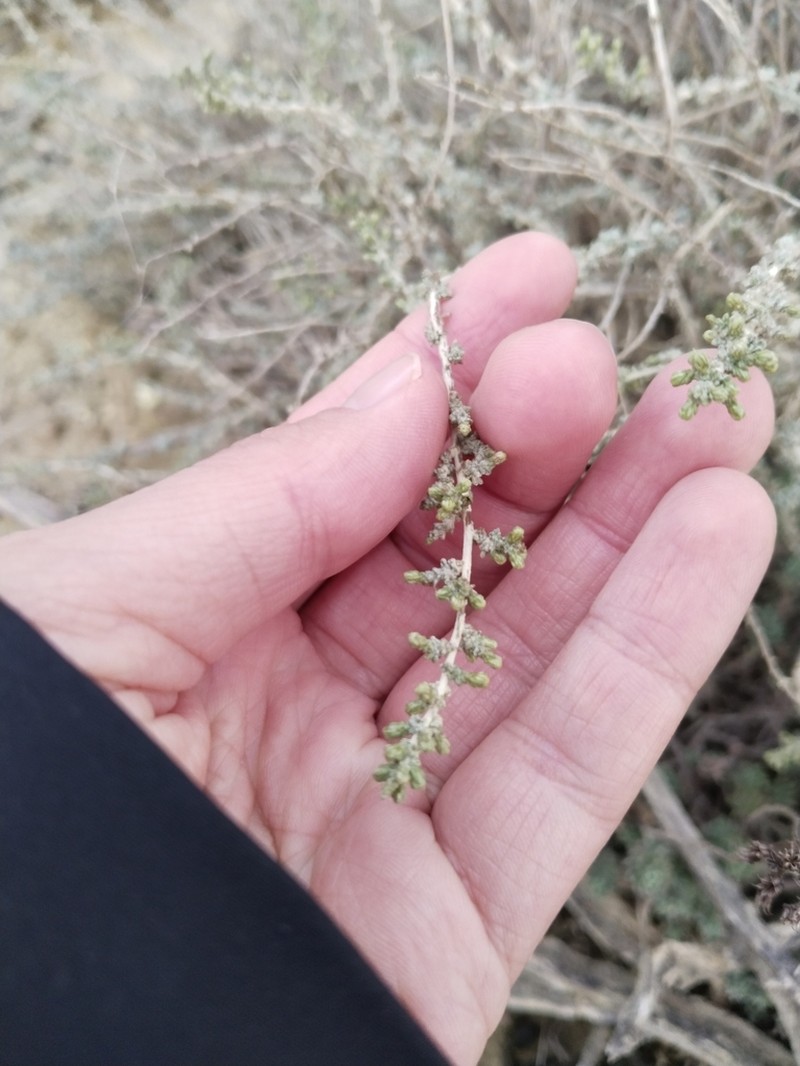 White Wormwood photo 6